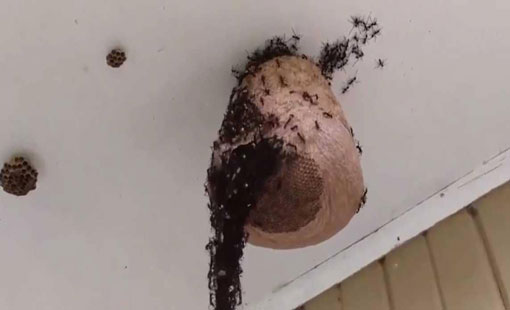 جيش المليون نملة يهجم هجوماً كاسحاً